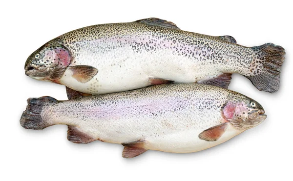 Two freshly caught trouts isolated on white background with clipping path