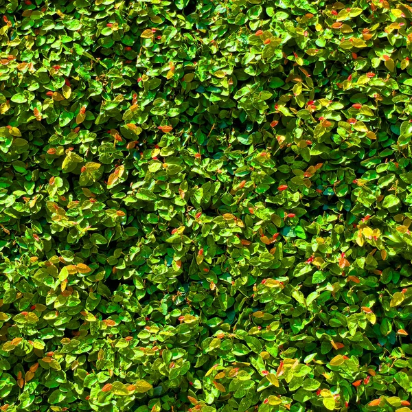 Grüner Hintergrund Garten Natürliches Blatt — Stockfoto