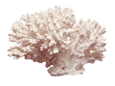 Açık mercan beyaz zemin üzerinde izole