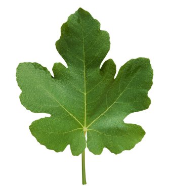 Kırpma yolu ile izole edilmiş beyaz bir arkaplanda yeşil incir yaprakları