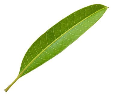 kırpma yolu ile beyaz bir arkaplanda izole yeşil yapraklar