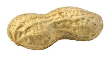 İzole edilmiş bir Peanut.