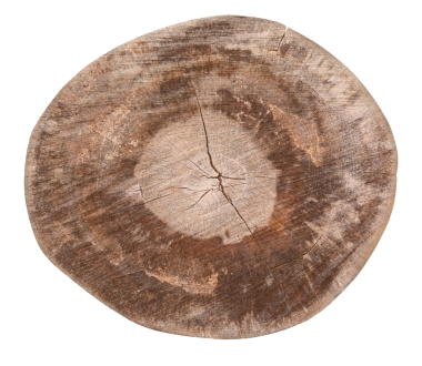 Ağaç gövdesinin kesiti