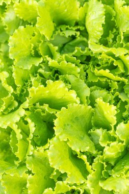 Canlı yeşil marul yapraklarının yakın plan çekimi bir bahçe yatağında gelişiyor, organik tarım ve sağlıklı beslenmenin güzelliğini gözler önüne seriyor