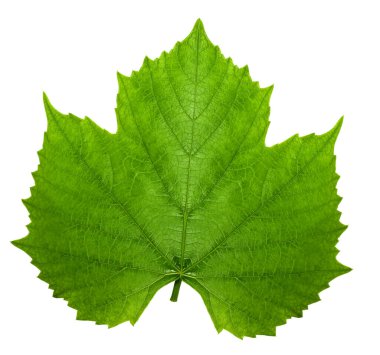 Karmaşık damarlı yaprak şeffaf bir arkaplan üzerinde izole, doğa temalı tasarımlar için ideal