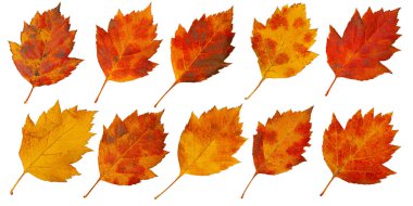 Sonbaharın ılık renklerini gösteren on renkli sonbahar yaprağı, şeffaf arkaplanda izole edilmiş, mevsimlik tasarımlar için ideal.