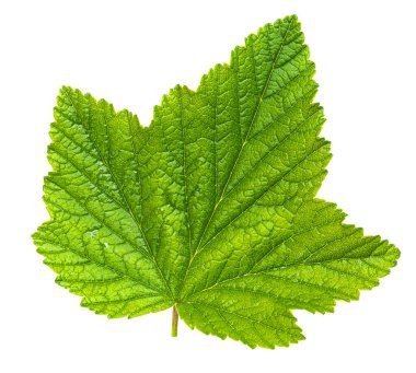 Şeffaf arkaplanda bulunan bektaşi üzümü yaprağı canlı yeşil rengini ve karmaşık damar yapısını gözler önüne seriyor.