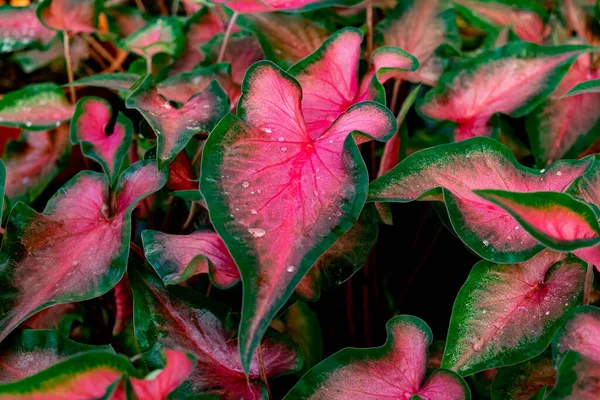 Красочный Каладиум Капельками Воды Саду — стоковое фото