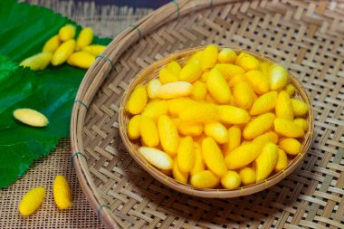 Sarı ipek böceği kozaları sepetin içinde, ahşap bir masada dut yapraklarıyla.