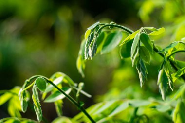Yazın bahçedeki yeşil yaprakların doğası, Tayland