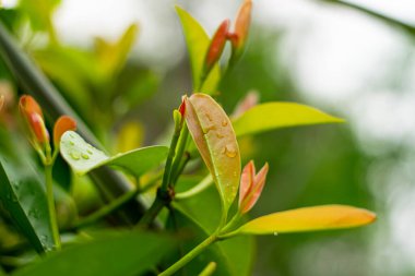 Sarsinya kovasının taze yeşil yaprakları (Garcinia Cowa Roxb)