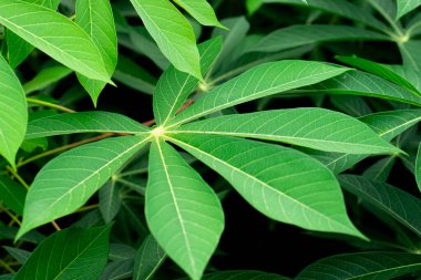 Cassava Yaprakları. Yeşil Cassava Yaprakları. Cassava Yaprak Arkaplanı. Cassava Bitki Yaprakları