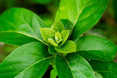 avokado yaprağı, avokado yaprağı, yaprak, ağaç, avokado ağacı, yeşil yaprak
