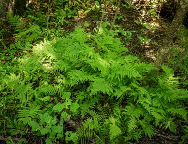 Kuzey Michigan Ormanı 'nda yosun kaplı granit taş