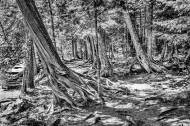 Kuzey Michigan Ormanı 'nda yosun kaplı granit taş