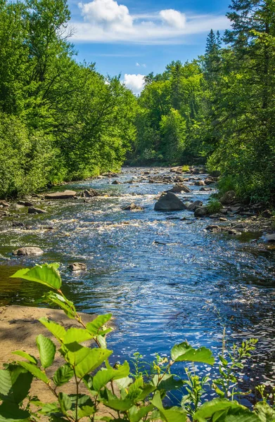 Nehir Michigan yaz ormanlarında akıntıya kapılır.