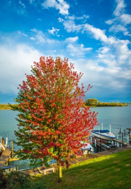 Michigan Nehri parkında renkli sonbahar yaprakları