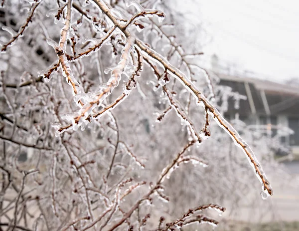Feb 2023 Winter Ice Storm Covers Trees Wires Michigan — Stock Photo, Image