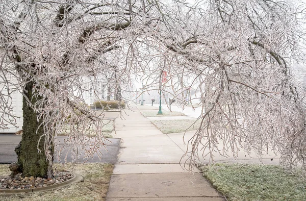 Feb 2023 Winter Ice Storm Covers Trees Wires Michigan — Stock Photo, Image