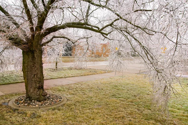 Feb 2023 Winter Ijzel Storm Bedekt Bomen Draden Michigan — Stockfoto