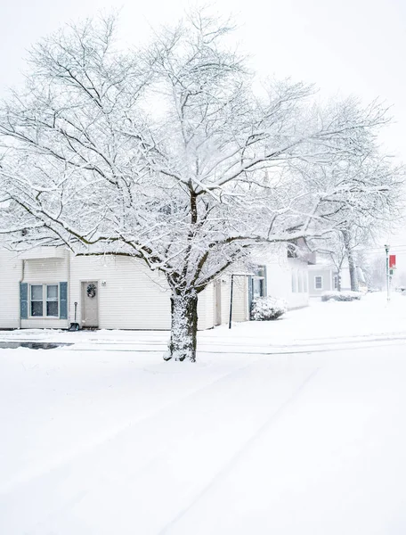 Natte Sneeuw Bedekt Voortuin Boom Van Snelle Winter Storm — Stockfoto