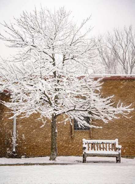 Våt Snö Täcker Träd Framför Tegelvägg Från Snabb Vinterstorm — Stockfoto