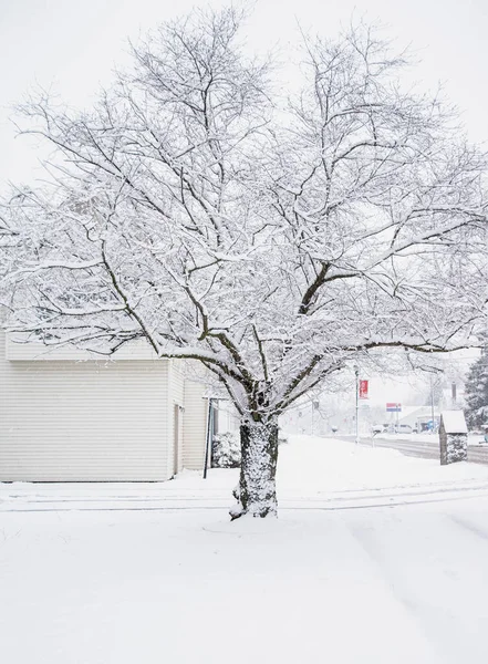 Natte Sneeuw Bedekt Voortuin Boom Van Snelle Winter Storm — Stockfoto