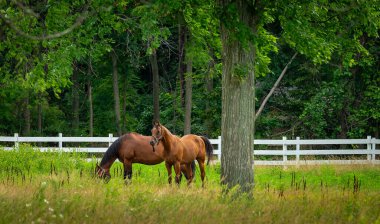 Çiftlik otları arazi tarlalarında otlayan atlar