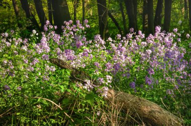 Ormanda mor yabani çiçekler. Zemin zengin toprak.
