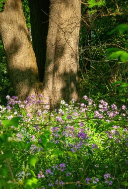 Ormanda mor yabani çiçekler. Zemin zengin toprak.