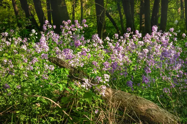 Ormanda mor yabani çiçekler. Zemin zengin toprak.