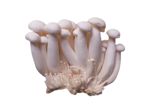 Sieni Eristetty Valkoinen — kuvapankkivalokuva