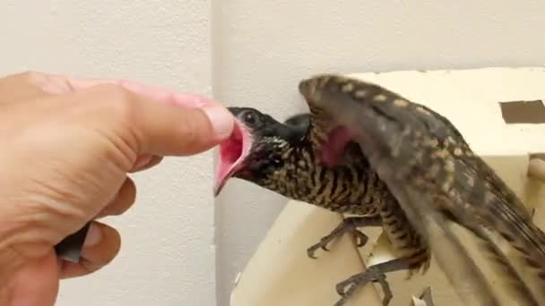 Yuvasından Düşen Guguk Kuşu Yemek Için Ağlıyordu — Stok video
