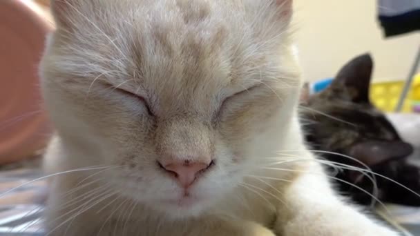 Оранжевая Кошка Хочет Спать — стоковое видео
