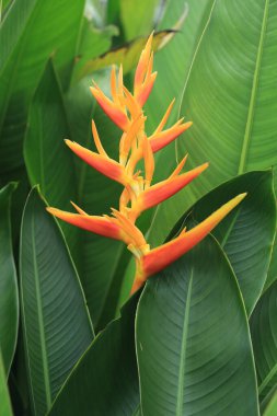 cennet kuşu bitki tam mevsimlik çiçek