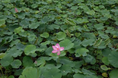 Yazın güzel açan pembe nilüfer çiçeği göleti