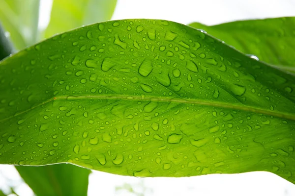 Čerstvé Zelené Listy Bílém Pozadí — Stock fotografie