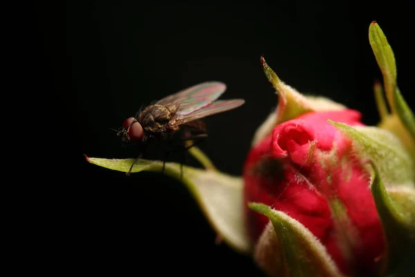 Eine Fliege Sitzt Auf Einer Pflanze Atelier — Stockfoto
