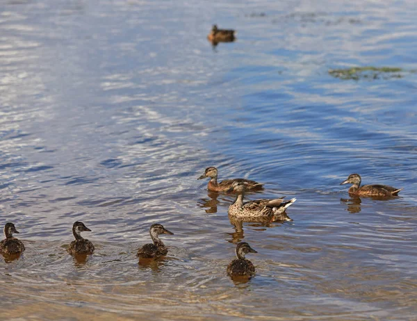 Family Ducks Swims Lake — Stock Photo, Image