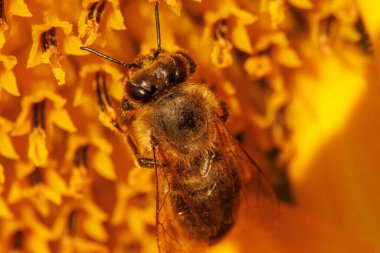 Arı çiçekleri döller ve polenleri toplar