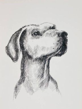 İllüstrasyon - Siyah beyaz bir köpeğin portresi