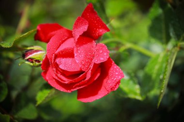 red roses on the bushes