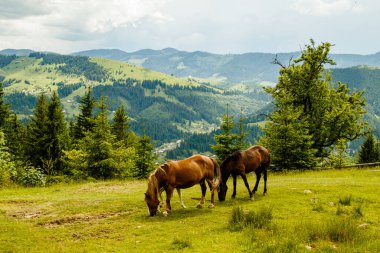 Ormanda otlayan bir at sürüsü.