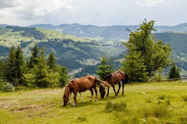 Ormanda otlayan bir at sürüsü.