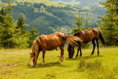 Ormanda otlayan bir at sürüsü.