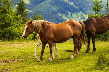 Ormanda otlayan bir at sürüsü.