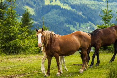 Ormanda otlayan bir at sürüsü.