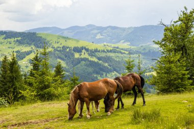 Ormanda otlayan bir at sürüsü.