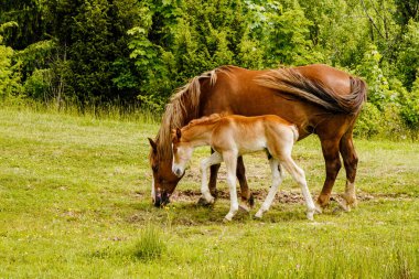 Ormanda otlayan bir at sürüsü.