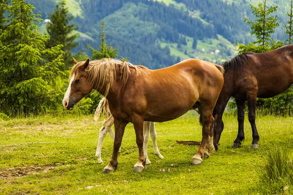 Ormanda otlayan bir at sürüsü.